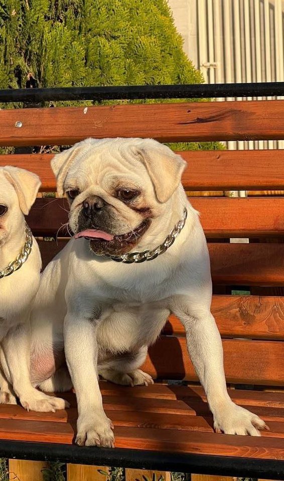 مولد نژاد پاگ پوشینکا